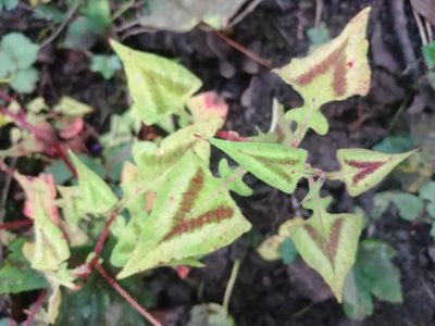 Polygonum runcinatum, photographed by George Mitchell