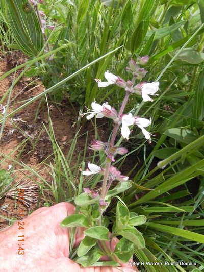 Syncolostemon bolusii, photographed by Peter Warren