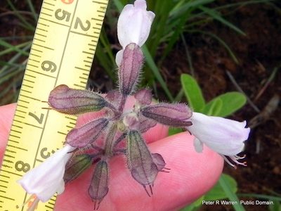 Syncolostemon bolusii, photographed by Peter Warren