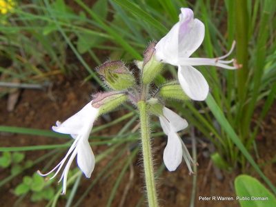 Syncolostemon bolusii, photographed by Peter Warren