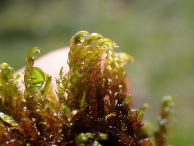 Drepanocladus aduncus, photographed by Martin Purdy