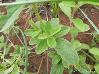 Syncolostemon bolusii, photographed by Peter Warren