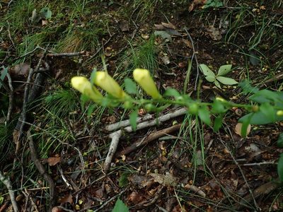 Aureolaria flava, photographed by Lynn Harper