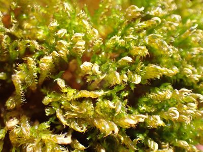 Drepanocladus aduncus, photographed by Martin Purdy