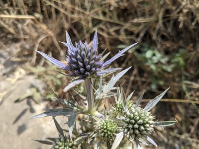 Eryngium amethystinum, photographed by bemma