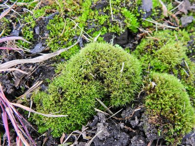Vinealobryum insulanum, photographed by Susan Marley
