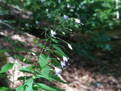 Campanula divaricata, photographed by the swamp ass