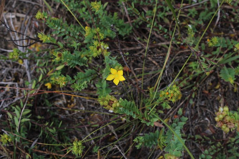 Linum aethiopicum, photographed by Tony Rebelo