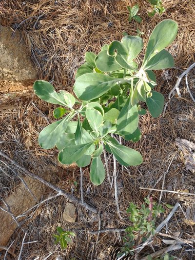 Streptanthus howellii, photographed by Drew Meyer