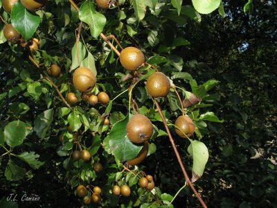 Pyrus cordata, photographed by José Luis Camaño