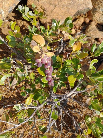 Garrya buxifolia, photographed by Drew Meyer