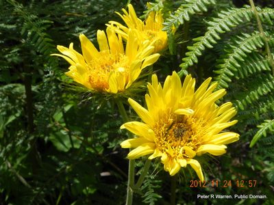 Berkheya speciosa, photographed by Peter Warren