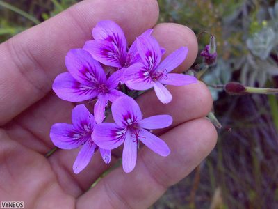 Pelargonium grandiflorum, photographed by Chris Vynbos
