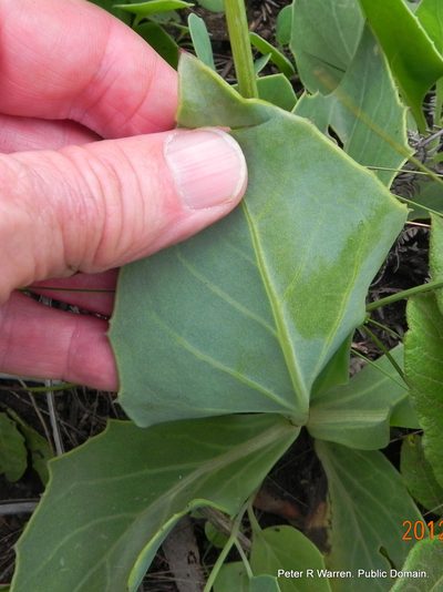 Senecio rhomboideus, photographed by Peter Warren