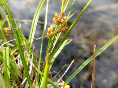 Carex aurea, photographed by Trevor Van Loon