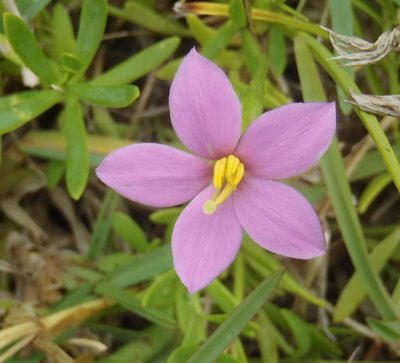 Chironia tetragona, photographed by Nicola van Berkel