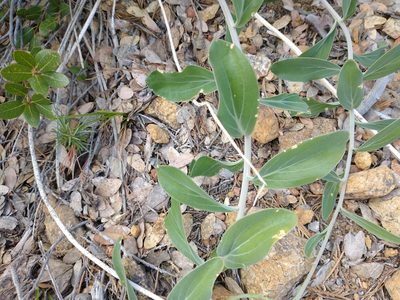 Streptanthus howellii, photographed by Drew Meyer