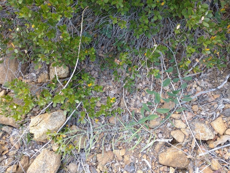 Quercus vacciniifolia, photographed by Drew Meyer