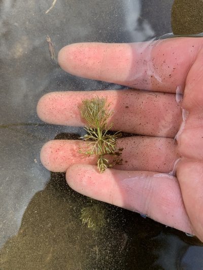 Limnophila sessiliflora, photographed by geosesarma