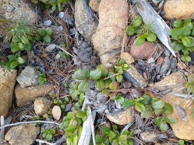 Gaultheria ovatifolia, photographed by Drew Meyer