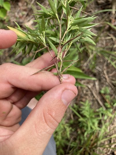 Dichanthelium acuminatum, photographed by John Michael
