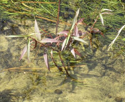 Persicaria glabra, photographed by geosesarma