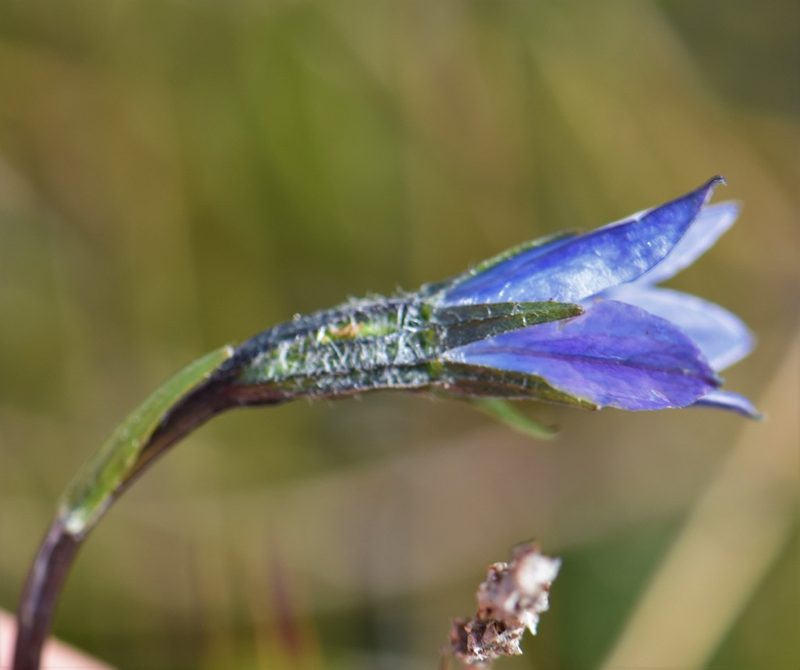Campanula uniflora, photographed by Eric Lamb