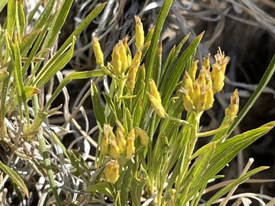 Petradoria pumila, photographed by Bobby McCabe