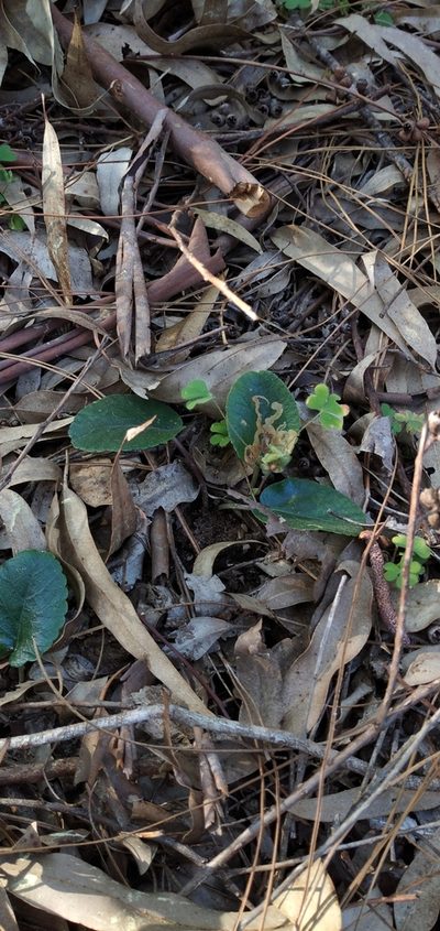 Dorstenia brasiliensis, photographed by Andres Cavallo