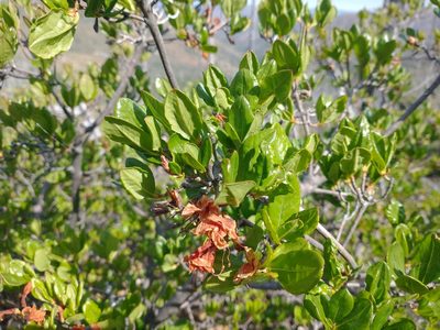 Rhododendron occidentale, photographed by Drew Meyer