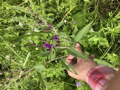 Vernonia missurica, photographed by John Michael
