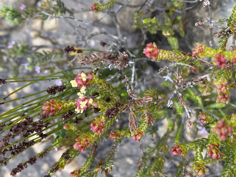 Passerina galpinii, photographed by Christina