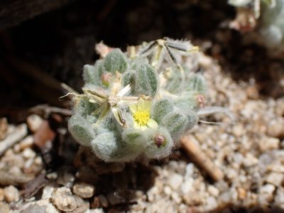 Eatonella nivea, photographed by Martin Purdy