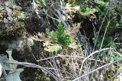 Selaginella pallescens, photographed by Viacheslav Shalisko