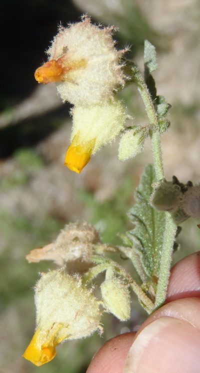 Hermannia grandistipula, photographed by Nicola van Berkel