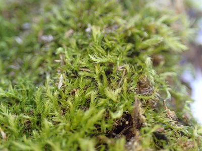 Brachytheciastrum velutinum, photographed by Martin Purdy