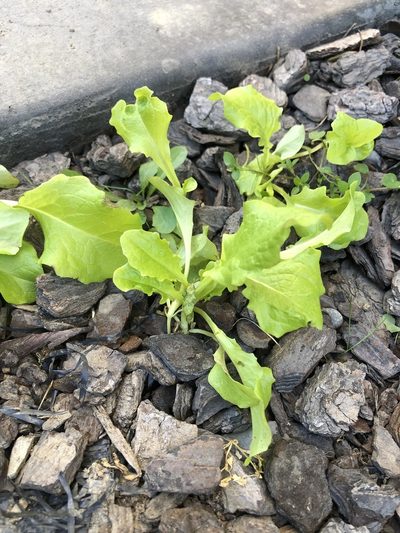 Lactuca sativa, photographed by Nathan Odgers