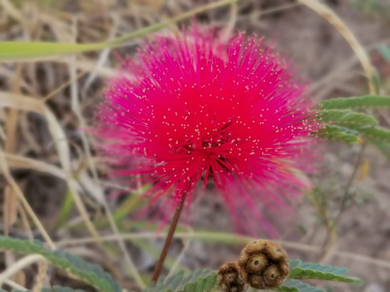 Calliandra dysantha, photographed by Jean Martins