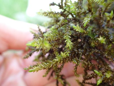 Scleropodium obtusifolium, photographed by Martin Purdy