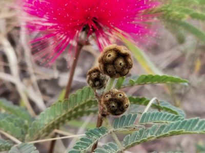 Calliandra dysantha, photographed by Jean Martins