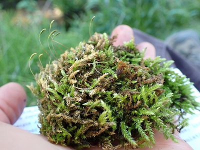 Brachythecium frigidum, photographed by Martin Purdy