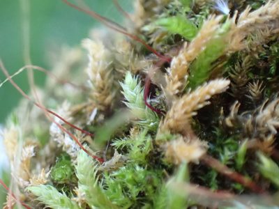 Brachythecium frigidum, photographed by Martin Purdy