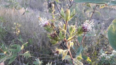 Lagascea helianthifolia, photographed by Viacheslav Shalisko