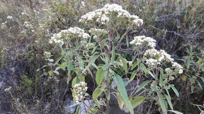 Stevia ovata, photographed by Viacheslav Shalisko