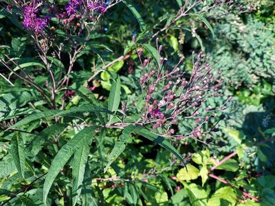 Vernonia gigantea, photographed by the swamp ass