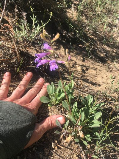 Penstemon papillatus, photographed by Martin Purdy