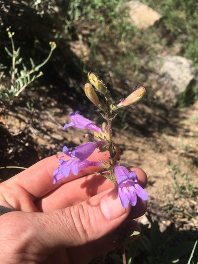 Penstemon papillatus, photographed by Martin Purdy