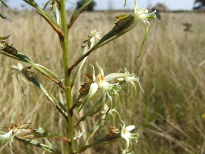 Habenaria nyikana, photographed by Andrew Hankey