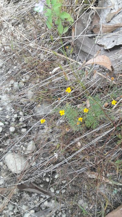 Tagetes subulata, photographed by Viacheslav Shalisko