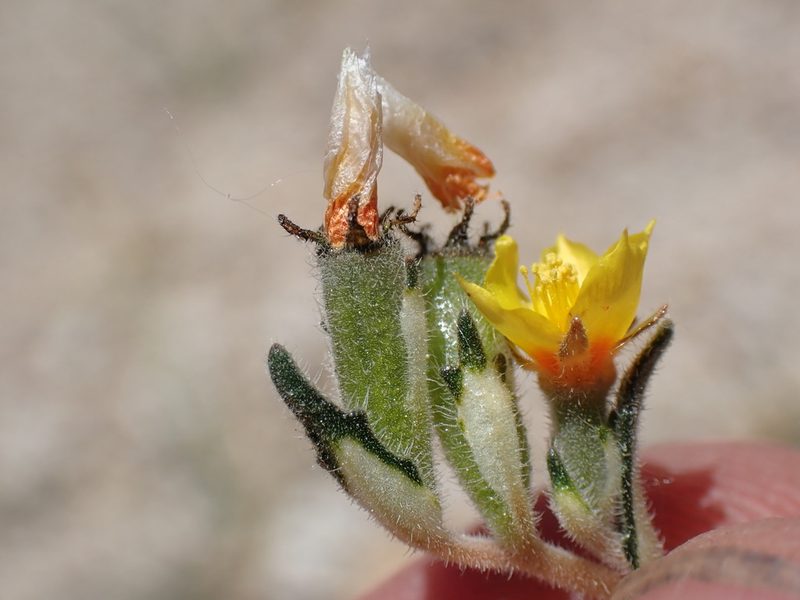 Mentzelia montana, photographed by Martin Purdy